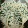 astrophytum-ornatum-cv.-hannia f4